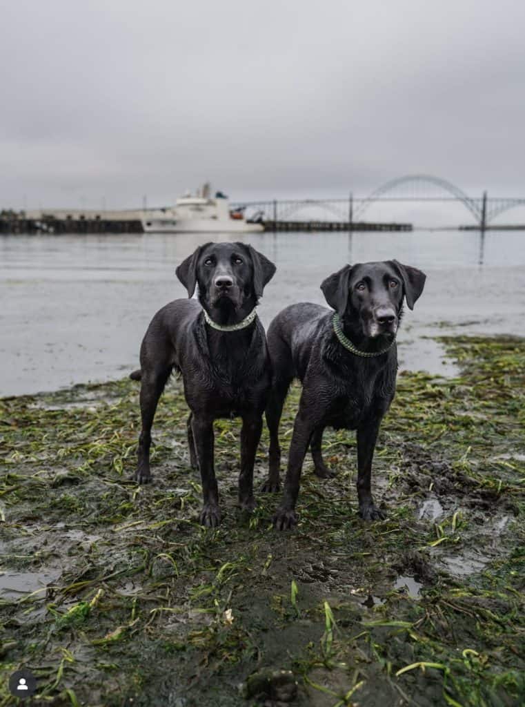 two black dogs standing near water